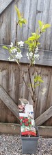 Patio fruit tree - fruit, tree/cherry/stella