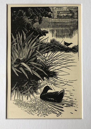 Vintage wood engraving print - ,
