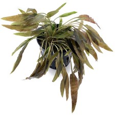 Cryptocoryne axelrodi Live Aquarium Plants Tropical Aquascaping Fish Tank K2AQUA