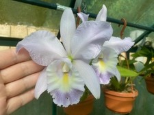 Cattleya Sea Breeze‘Blue