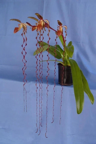 Slipper orchid species - orchid,