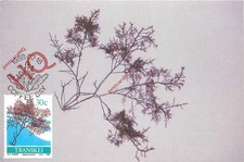 Picture Postcard, Transkei, Gelidum Amanzii, Red Algae