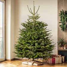 Nordmann Fir Fresh Cut