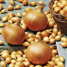 Onion Seeds - Sturon - sourced