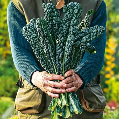 Kale nero toscana - 6x, toscana'