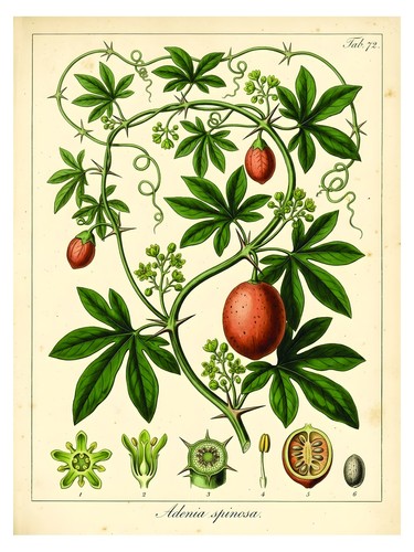 Botanical illustration poster - botanical,