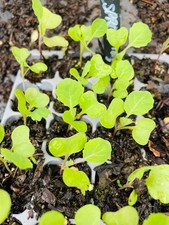 4 Brussel Sprout Plug Plants