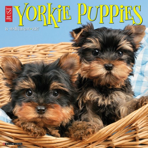 Yorkie puppies 2027 12 - puppies, 12"