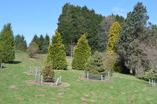 Photo 6x4 bedgebury pinetum - photo,