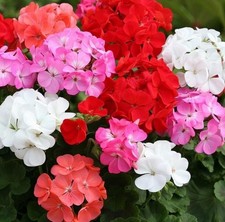 Geranium  Horizon Mix Bedding
