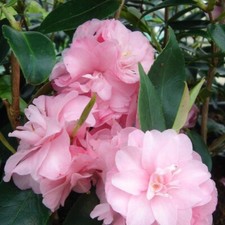 Camellia Spring Festival | 5