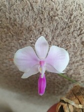 Rare Phalaenopsis lowii orchid plant , FS not in bloom , mounted