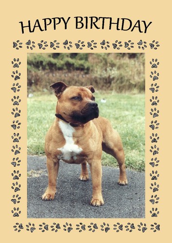 Staffordshire bull terrier - terrier, dog