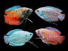 4-Pack Assorted Dwarf Gourami