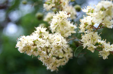 40 WHITE FLOWERING HENNA Tree