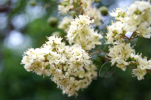 White flowering henna tree - 40,
