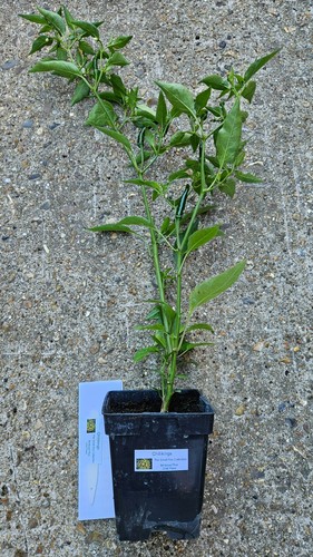 This huge birdseye thai chilli - this,