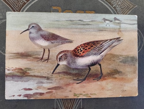 Dunlin roland green 1934 - dunlin,