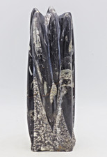 Fossil Carved Black White