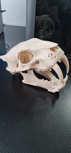 Saber toothed cat skull - saber-toothed,