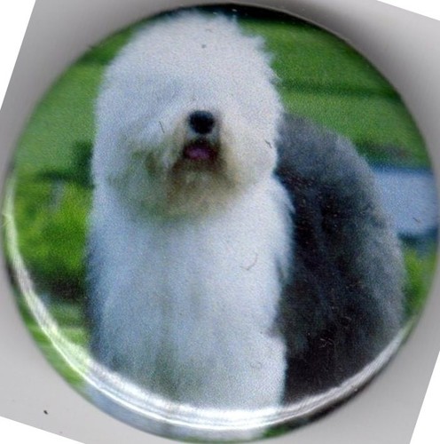 Old english sheepdog pin - old,
