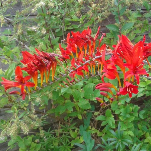 Crocosmia lucifer stunning - 'lucifer',