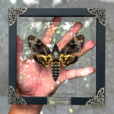 Real Death’s Head Moth Clear