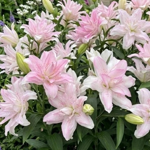 Lilium sunny bounty double - lilium,