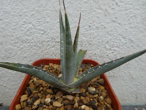 Agave lechuguilla pale - lechuguilla,