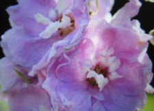 Delphinium Dwarf Cherry