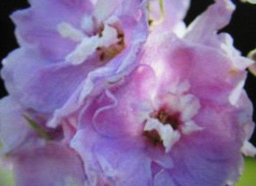 Delphinium dwarf cherry - dwarf,