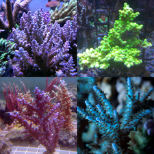 Coral frags SPS rare acropora montipora seriatopora stylophora reef frag LPS