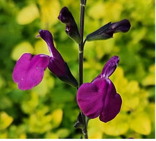 6  Salvia Golden Rosiene  Hardy Sage  Alpine Perennial   Plug plants