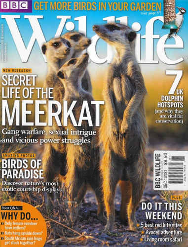 Bbc wildlife magazine - bbc, meerkat