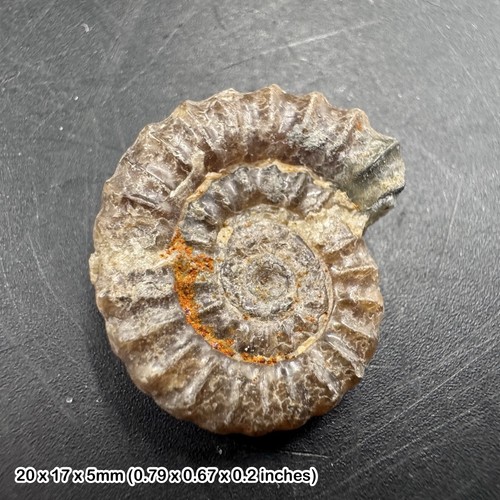 Charmouth promicroceras - charmouth,