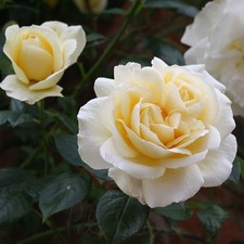 Climbing Rose - CREME DE LA