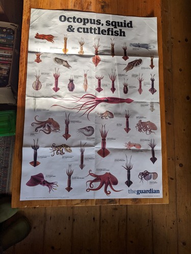 The guardian octopus squid - guardian, &