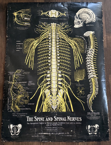 Spine and nerve chart poster - spine,