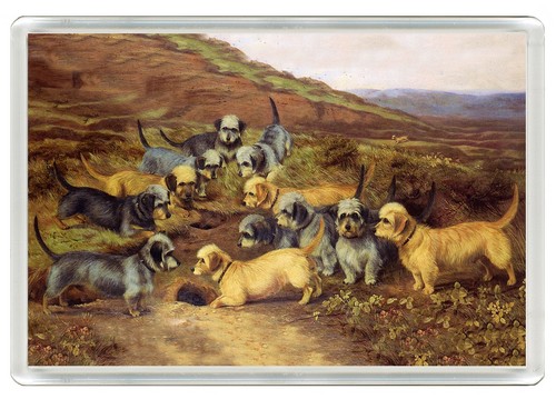 Dandie dinmont terrier - dandie,