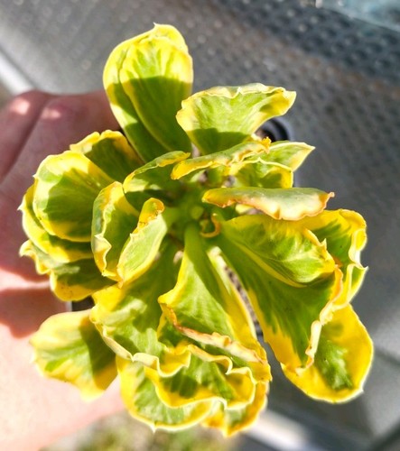 Euphorbia poissonii variegated - euphorbia,
