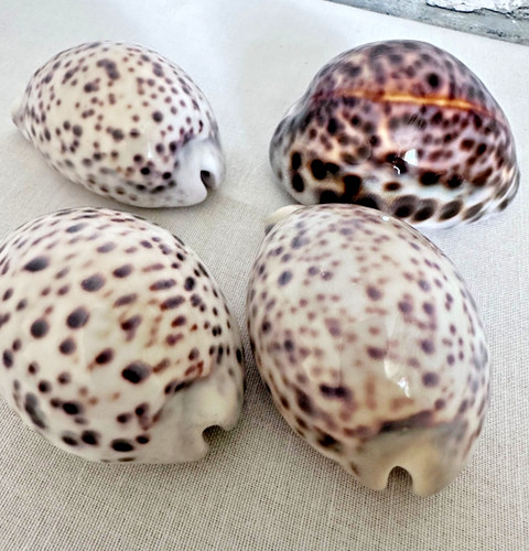 Set genuine ceramic - 4,