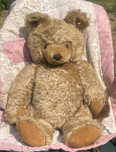 Large old steiff bear with - steiff,