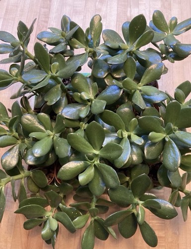 Jade plant crassula - jade, potted