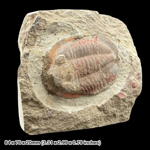 Rare asaphus trilobite fossil - asaphus,