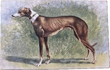 Antique Greyhound Dog Postcard