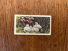 Musgrave Brooke Bond (Ireland) - Frances Pitt British Birds #15 (Hen Harrier)