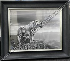 Black & white tiger on cliff