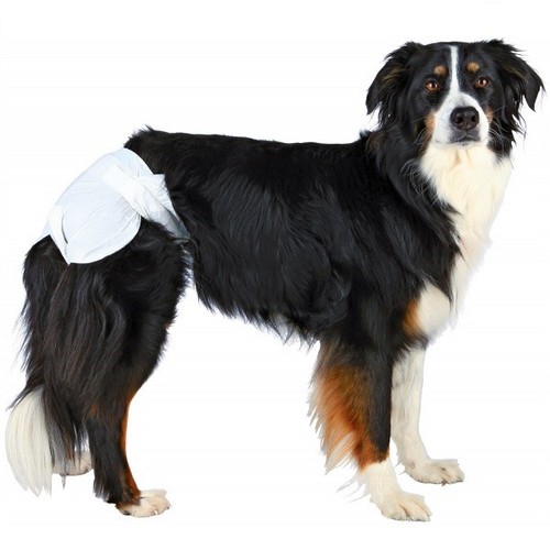 Trixie female dog - female, diapers