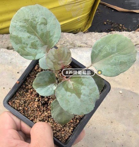 Rare cacti cyphostemma - rare,