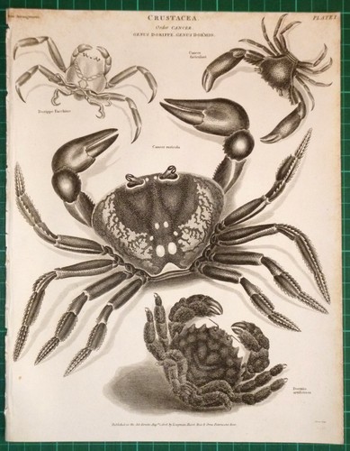 1806 dated print crustacea - print,